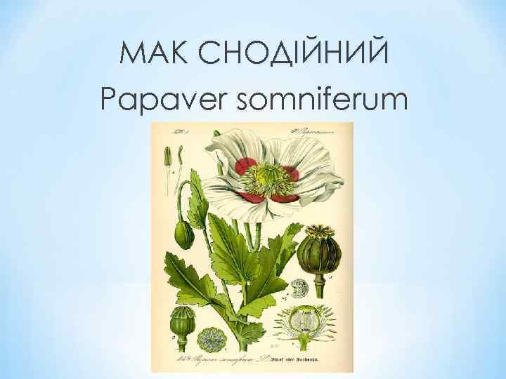 МАК СНОДІЙНИЙ Papaver somniferum 