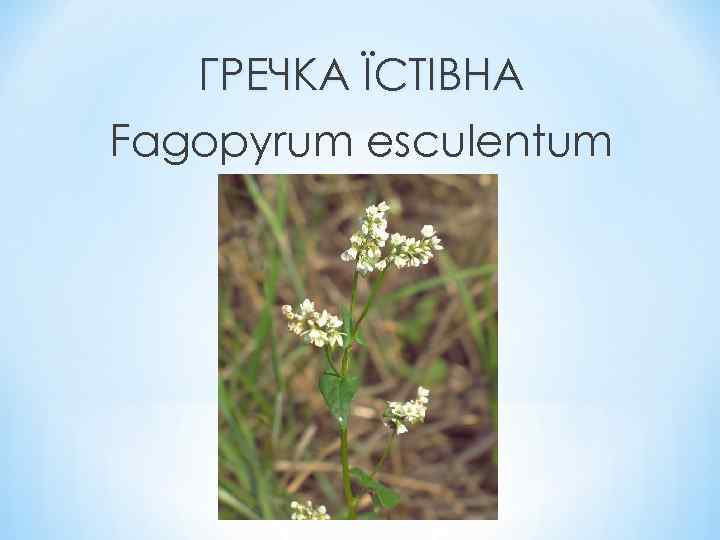 ГРЕЧКА ЇСТІВНА Fagopyrum esculentum 
