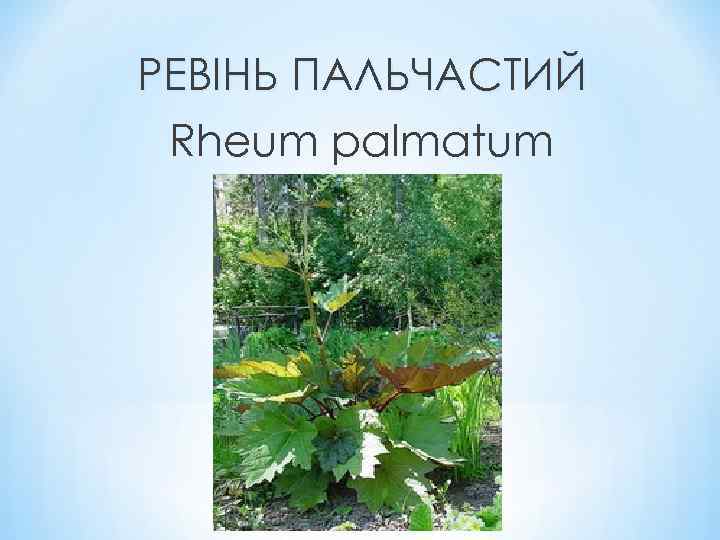 РЕВІНЬ ПАЛЬЧАСТИЙ Rheum palmatum 