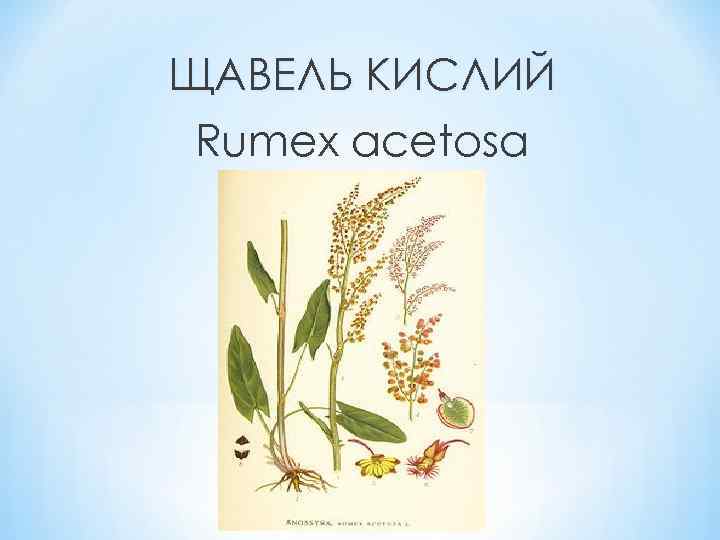 ЩАВЕЛЬ КИСЛИЙ Rumex acetosa 