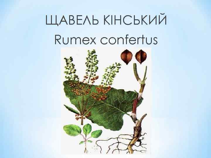 ЩАВЕЛЬ КІНСЬКИЙ Rumex confertus 