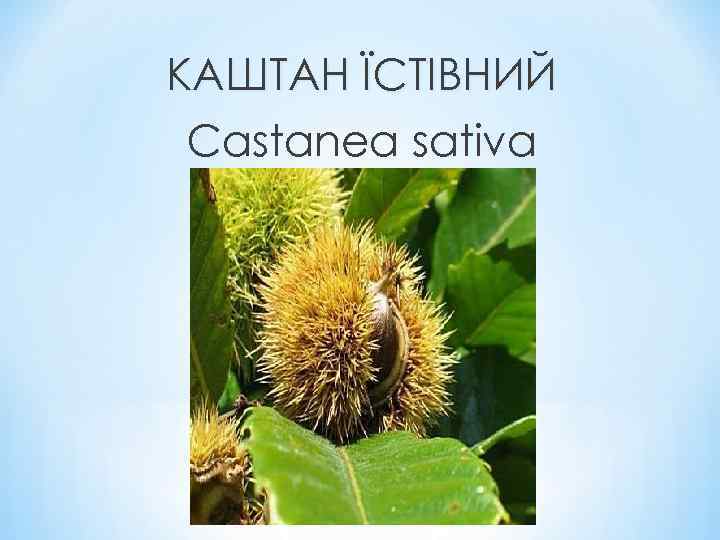КАШТАН ЇСТІВНИЙ Castanea sativa 