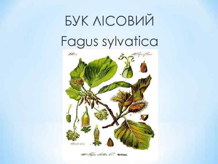 БУК ЛІСОВИЙ Fagus sylvatica 