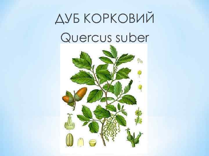 ДУБ КОРКОВИЙ Quercus suber 