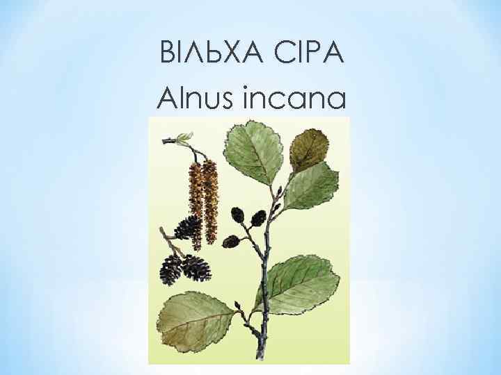 ВІЛЬХА СІРА Alnus incana 