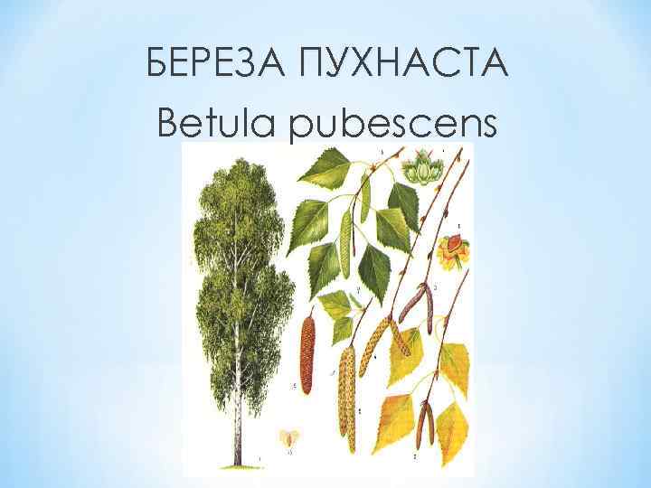 БЕРЕЗА ПУХНАСТА Betula pubescens 