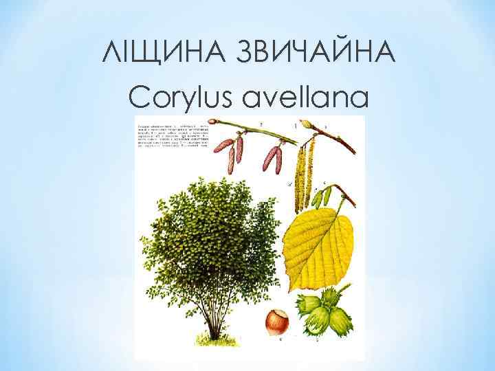 ЛІЩИНА ЗВИЧАЙНА Corylus avellana 