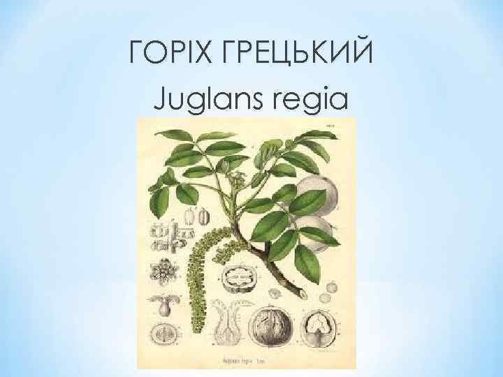 ГОРІХ ГРЕЦЬКИЙ Juglans regia 