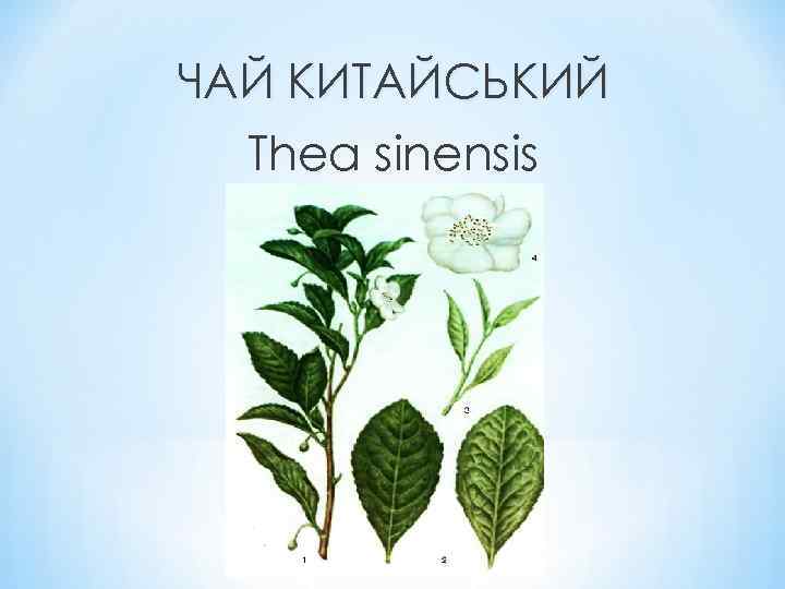 ЧАЙ КИТАЙСЬКИЙ Thea sinensis 