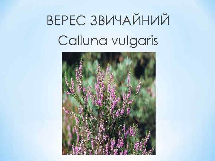 ВЕРЕС ЗВИЧАЙНИЙ Calluna vulgaris 