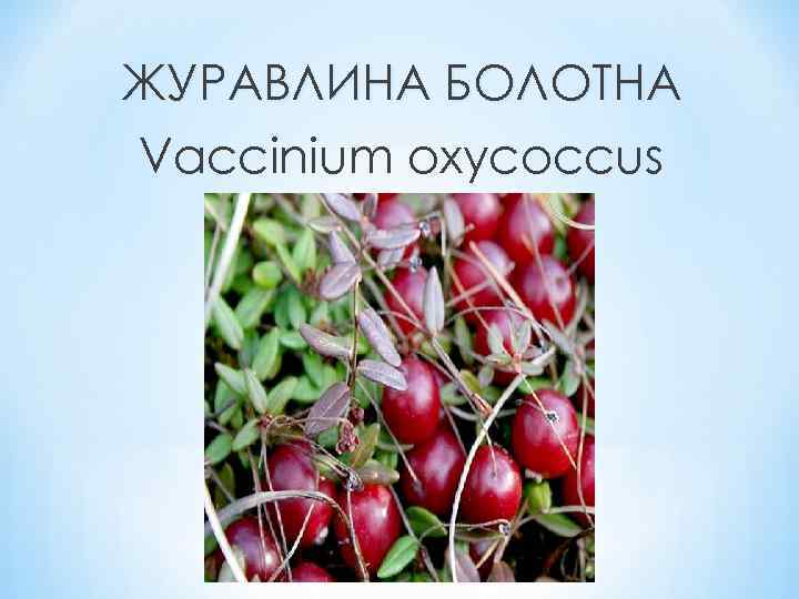 ЖУРАВЛИНА БОЛОТНА Vaccinium oxycoccus 