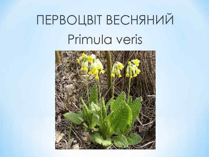 ПЕРВОЦВІТ ВЕСНЯНИЙ Primula veris 