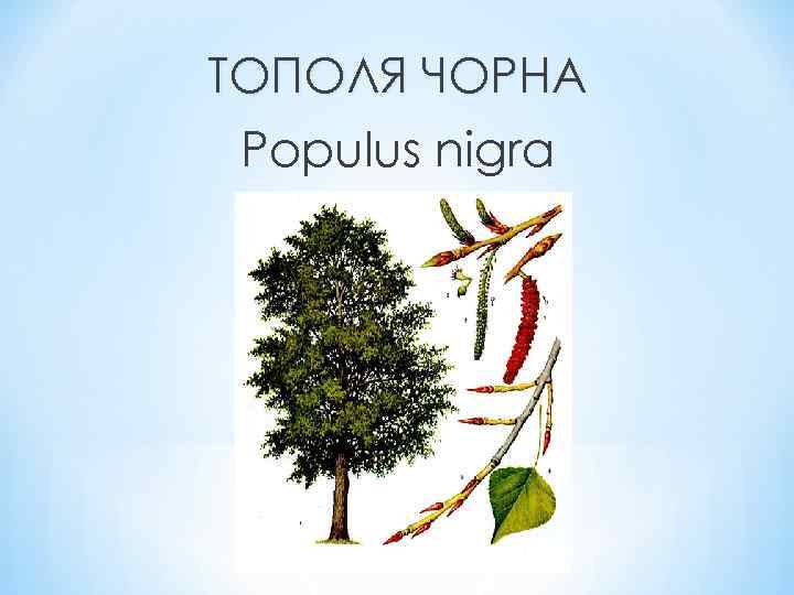 ТОПОЛЯ ЧОРНА Populus nigra 