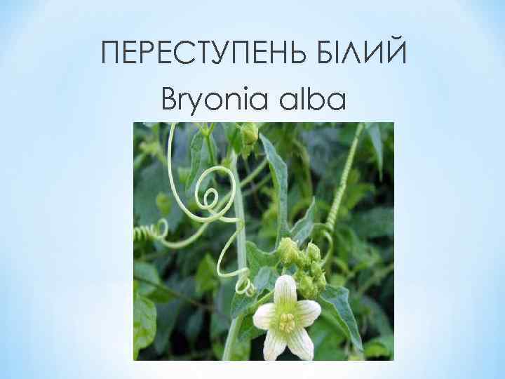 ПЕРЕСТУПЕНЬ БІЛИЙ Bryonia alba 