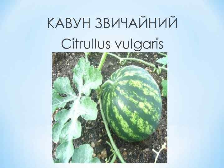 КАВУН ЗВИЧАЙНИЙ Citrullus vulgaris 