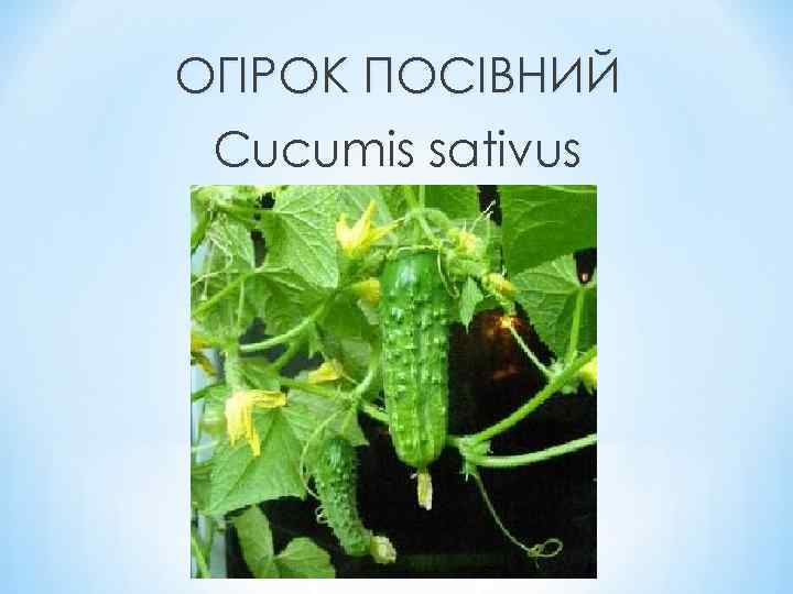 ОГІРОК ПОСІВНИЙ Cucumis sativus 