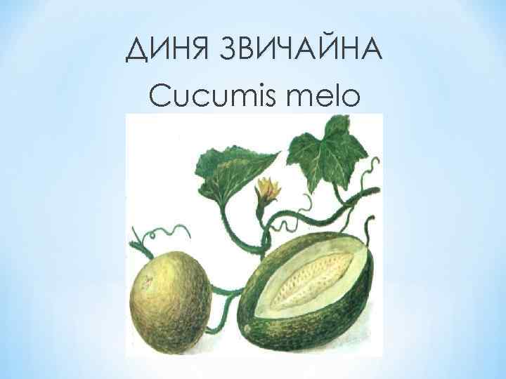 ДИНЯ ЗВИЧАЙНА Cucumis melo 