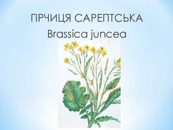 ГІРЧИЦЯ САРЕПТСЬКА Brassica juncea 