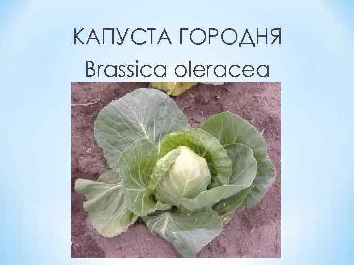 КАПУСТА ГОРОДНЯ Brassica oleracea 