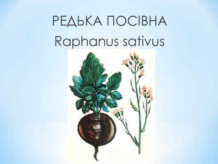 РЕДЬКА ПОСІВНА Raphanus sativus 