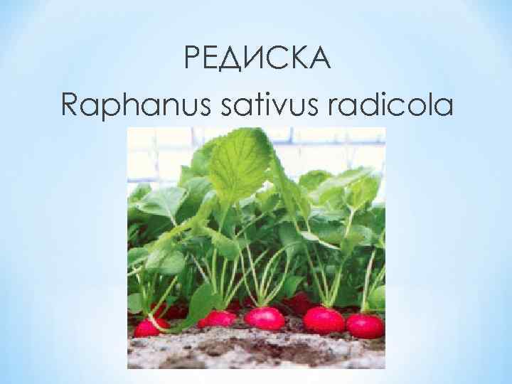 РЕДИСКА Raphanus sativus radicola 
