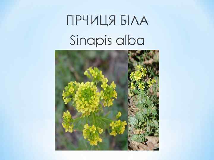 ГІРЧИЦЯ БІЛА Sinapis alba 