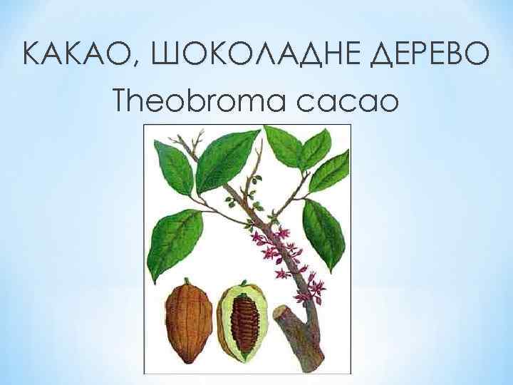 КАКАО, ШОКОЛАДНЕ ДЕРЕВО Theobroma cacao 
