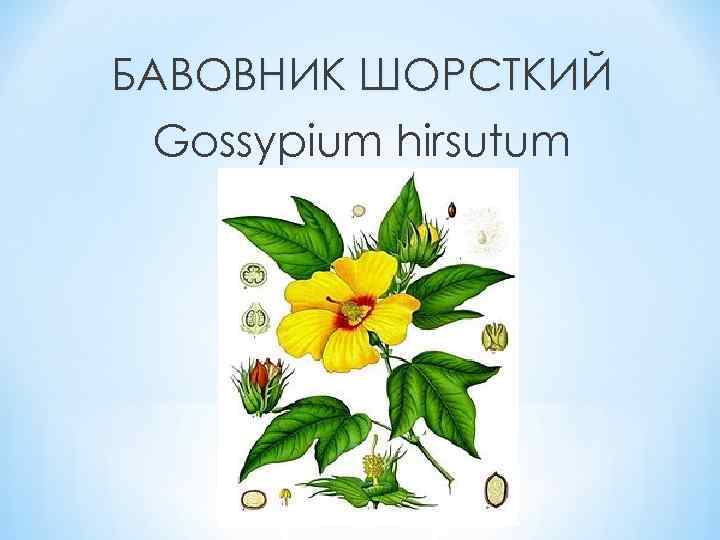 БАВОВНИК ШОРСТКИЙ Gossypium hirsutum 