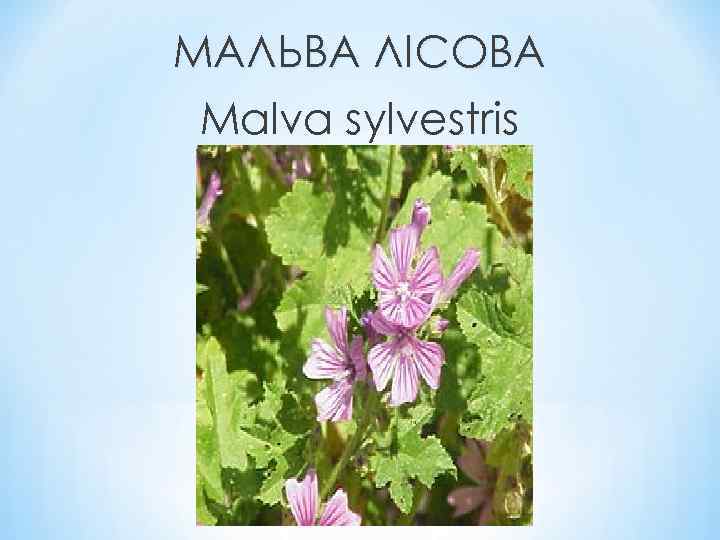 МАЛЬВА ЛІСОВА Malva sylvestris 