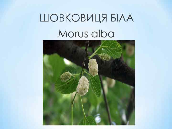ШОВКОВИЦЯ БІЛА Morus alba 