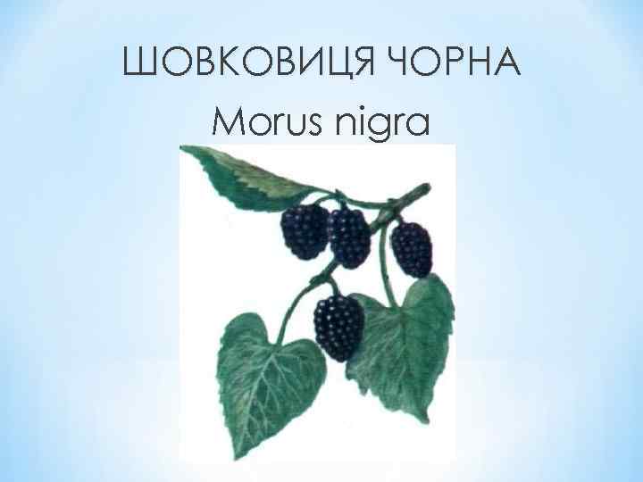 ШОВКОВИЦЯ ЧОРНА Morus nigra 