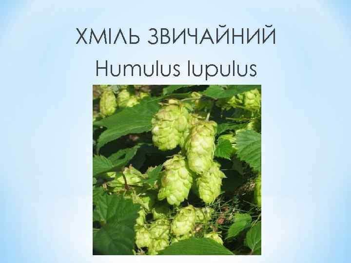 ХМІЛЬ ЗВИЧАЙНИЙ Humulus lupulus 