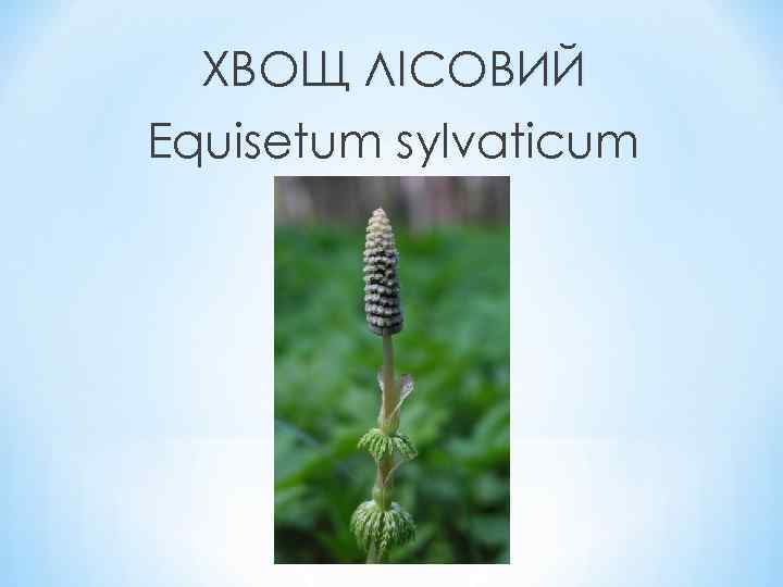 ХВОЩ ЛІСОВИЙ Equisetum sylvaticum 