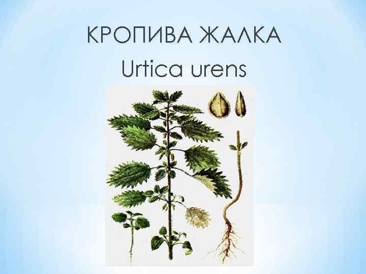 КРОПИВА ЖАЛКА Urtica urens 