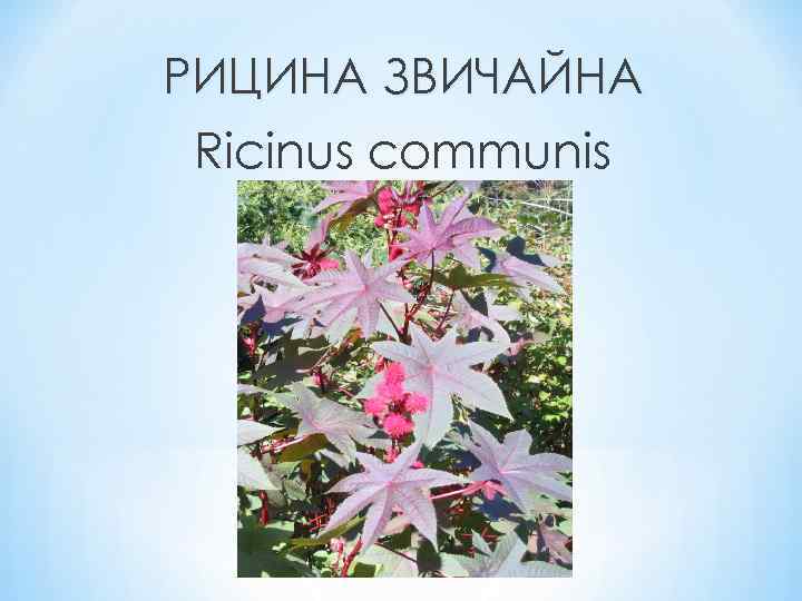 РИЦИНА ЗВИЧАЙНА Ricinus communis 