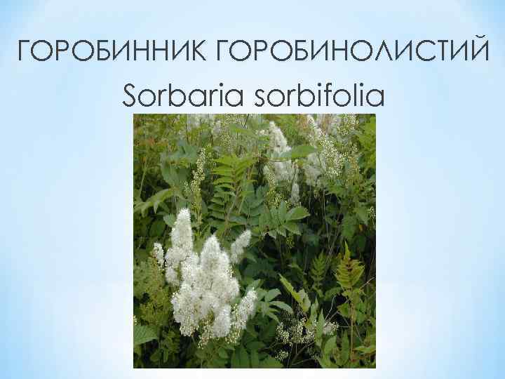 ГОРОБИННИК ГОРОБИНОЛИСТИЙ Sorbaria sorbifolia 