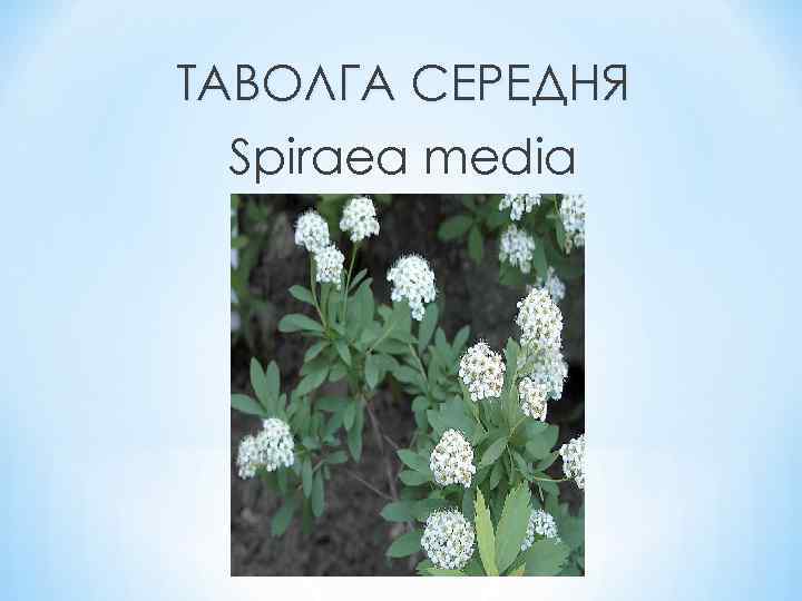 ТАВОЛГА СЕРЕДНЯ Spiraea media 
