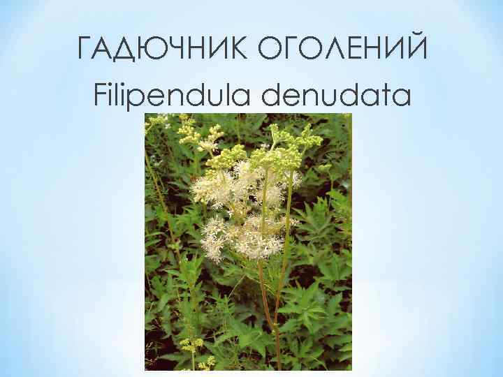 ГАДЮЧНИК ОГОЛЕНИЙ Filipendula denudata 
