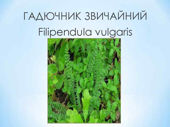 ГАДЮЧНИК ЗВИЧАЙНИЙ Filipendula vulgaris 
