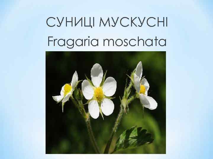 СУНИЦІ МУСКУСНІ Fragaria moschata 