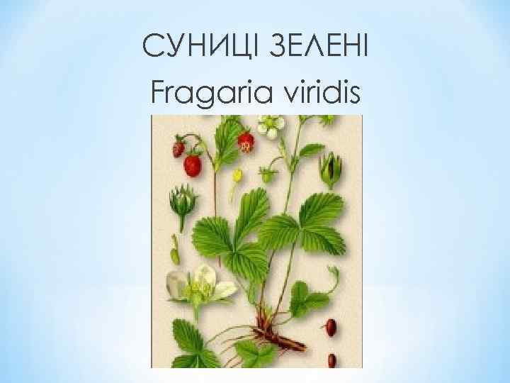 СУНИЦІ ЗЕЛЕНІ Fragaria viridis 