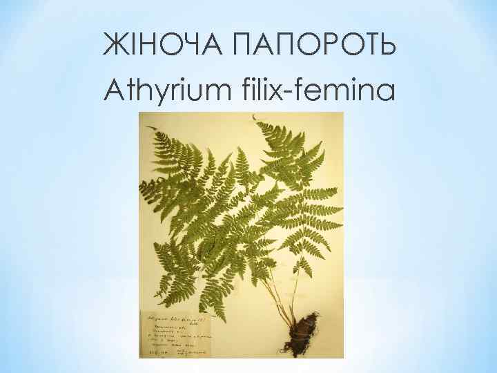 ЖІНОЧА ПАПОРОТЬ Athyrium filix-femina 