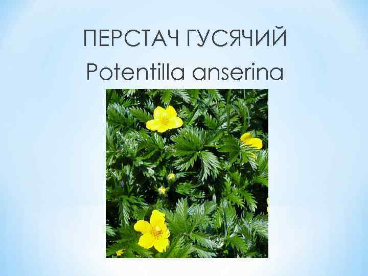 ПЕРСТАЧ ГУСЯЧИЙ Potentilla anserina 