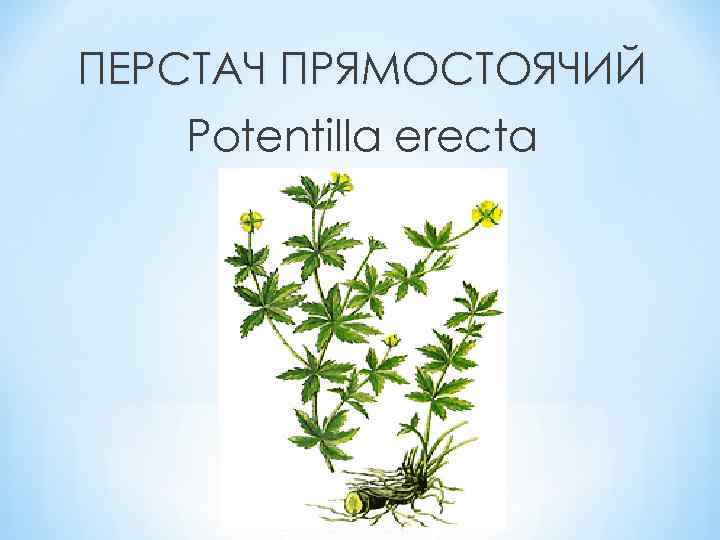 ПЕРСТАЧ ПРЯМОСТОЯЧИЙ Potentilla erecta 