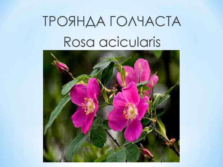 ТРОЯНДА ГОЛЧАСТА Rosa acicularis 