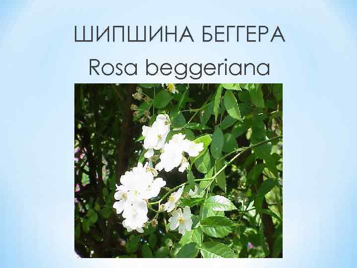 ШИПШИНА БЕГГЕРА Rosa beggeriana 