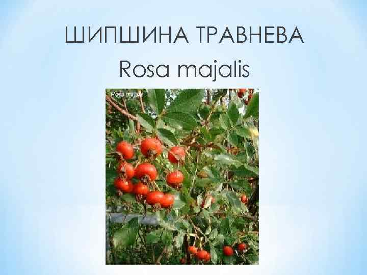 ШИПШИНА ТРАВНЕВА Rosa majalis 