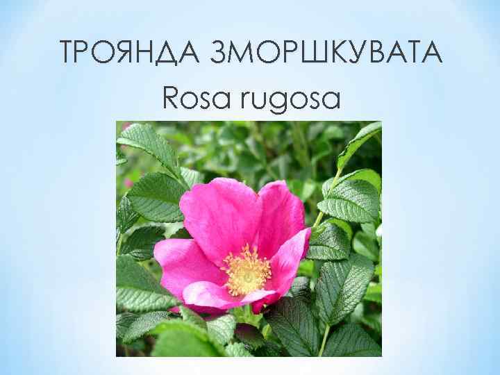 ТРОЯНДА ЗМОРШКУВАТА Rosa rugosa 
