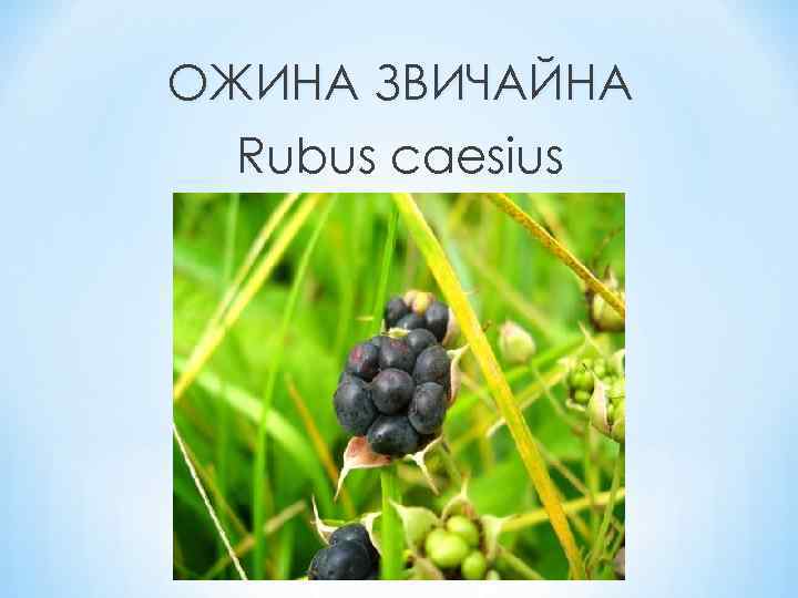 ОЖИНА ЗВИЧАЙНА Rubus caesius 