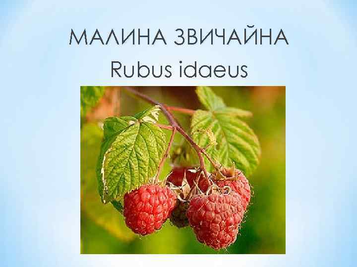 МАЛИНА ЗВИЧАЙНА Rubus idaeus 